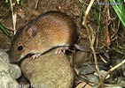 Myšice temnopásá (Apodemus agrarius)