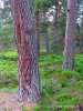 Národní park Cairngorms (<em>UK</em>)