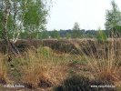 Národní park De Loonse en Drunense Duinen (<em>NL</em>)