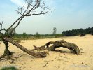 Národní park De Loonse en Drunense Duinen (<em>NL</em>)