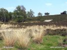 Národní park De Maasduinen (<em>NL</em>)