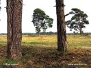 Národní park Hoge Veluwe (<em>NL</em>)