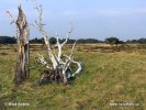 Národní park Hoge Veluwe (NL)