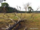 Národní park Hoge Veluwe (<em>NL</em>)