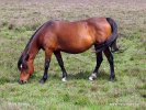 Národní park New Forest (<em>UK</em>)