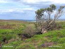 Národní park North York Moors (<em>UK</em>)