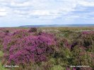 Národní park North York Moors (<em>UK</em>)