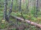 Národní park Nuuksio (<em>F</em>)
