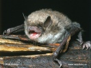 Netopier Brandtov (Myotis brandtii)