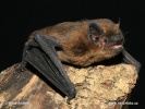 Netopier hvízdavý (Pipistrellus pipistrellus)