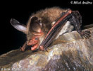 Netopier veľkouchý (Myotis bechsteinii)