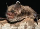 Netopýr Alcathoe (Myotis alcathoe)