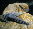 Netopýr jižní (Pipistrellus kuhlii)