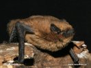 Netopýr nejmenší (Pipistrellus pygmaeus)