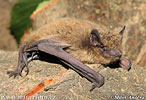 Netopýr parkový (Pipistrellus nathusii)