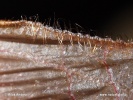 Netopýr řasnatý - brvy na ocasní bláně