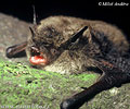 Netopýr vousatý (Myotis mystacinus)