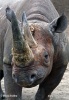 Nosorožec dvourohý