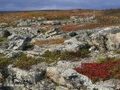 NP Varanger (Varangerhalvøya) (<em>N</em>)