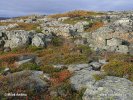 NP Varanger (Varangerhalvøya) (<em>N</em>)