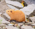 Nutria riečna