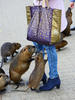 Nutria riečna