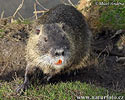 Nutrie (Myocastor coypus)