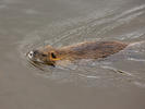 Nutrie