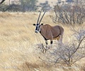 Oryx beisa (Oryx beisa)