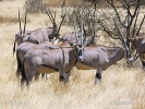 Oryx beisa (Oryx beisa)