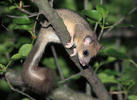 Plch velký (Glis glis)