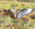 Pomorník skua