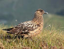 Pomorník skua