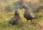 Pomorník skua