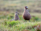 Pomorník skua