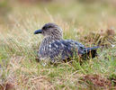 Pomorník skua