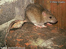 Potkan (Rattus norvegicus)