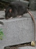 Potkan tmavý