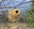 Přádelník mahalský - hnízdo (Plocepasser mahali)
