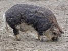 Prase domácí - mangalica