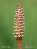 Přeslička rolní - jarní lodyha (Equisetum arvense)