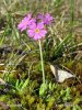 Prvosenka pomoučená (Primula farinosa)