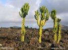 Pryšec obrovský (Euphorbia ingens)