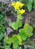 Pryskyřník kanárský (Ranunculus cortusifolius)