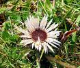 Pupava bezlodyžná (Carlina acaulis)