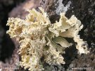 Ramalina canariensis (Ramalina canariensis)