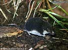 Rejsec menší (černý) (Neomys milleri)