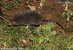 Rejsek horský (Sorex alpinus)