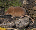 Rejsek obecný (Sorex araneus)