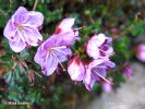 Růžokeřník cistovitý (Rhodothamnus chamaecistus)